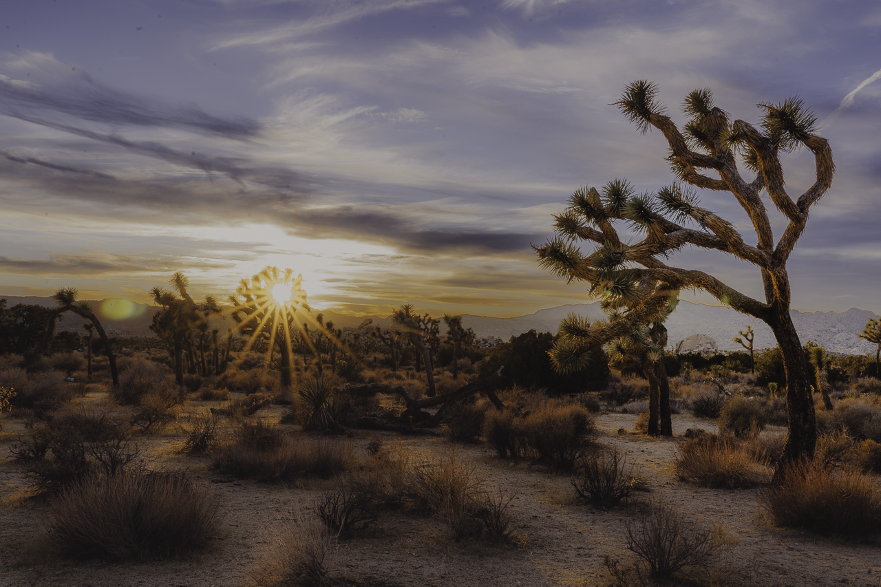 Joshua Tree National Park Architecture