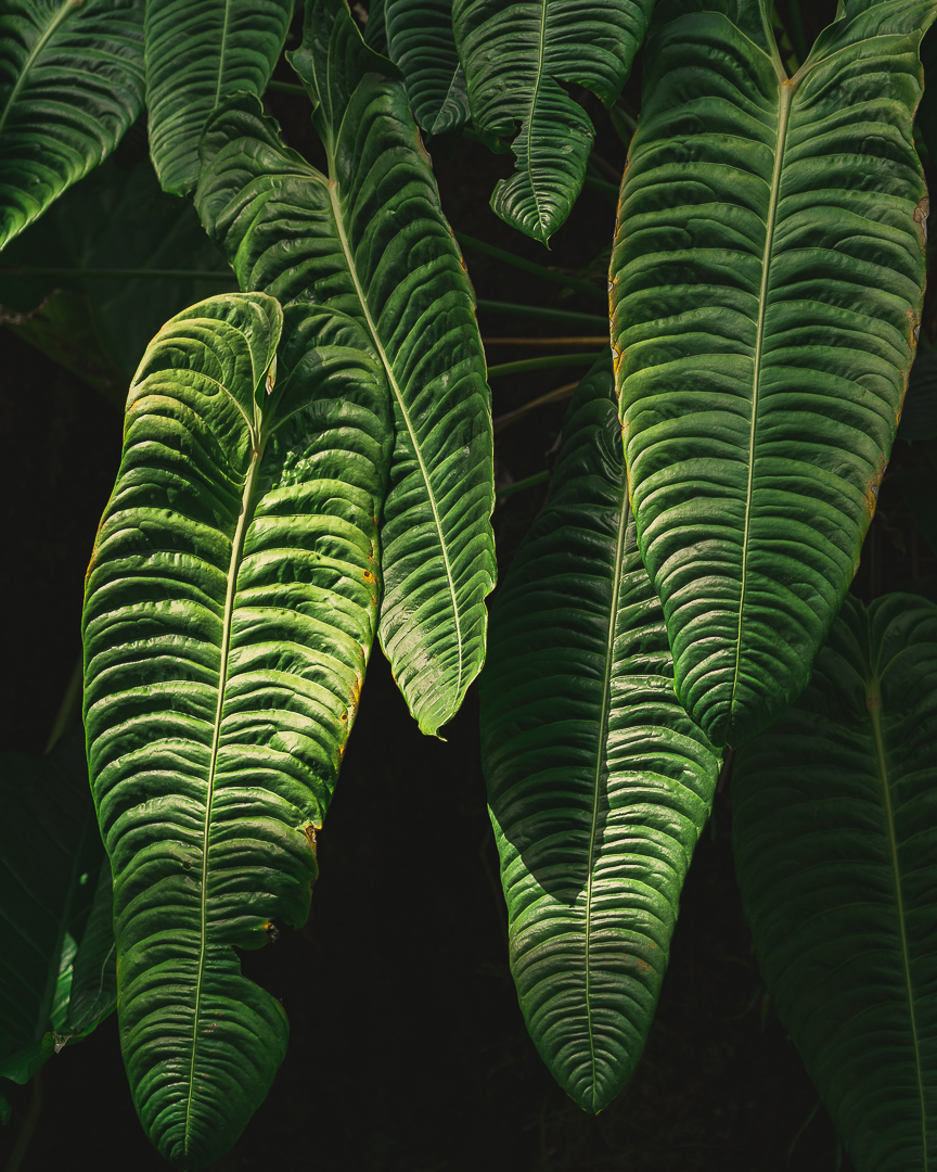 Fairchild Tropical Botanic Garden